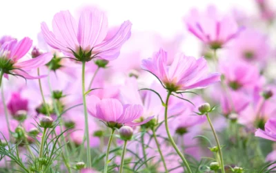 Connaissez-vous votre fleur de naissance ? Voici les secrets et origines