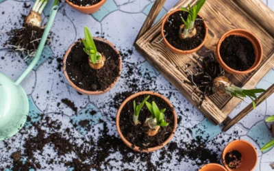 Quelles plantes cultiver au mois d’août dans votre jardin ?