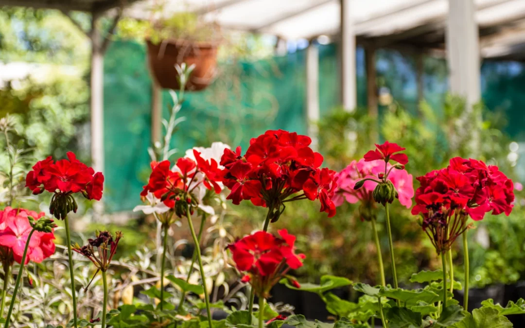 Comment obtenir un jardin florissant à la fin de l’été ?