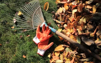 Que faire dans le jardin en octobre ?