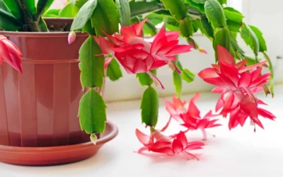 Cactus de Noël (Schlumbergera) : conseils et entretien pour une floraison éclatante toute l’année