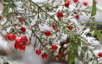 Calendrier lunaire pour le jardin en décembre : que planter et semer ?