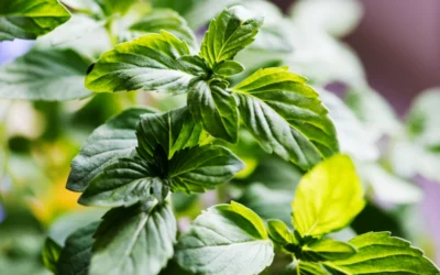 Cultiver la mélisse : guide complet pour une aromatique citronnée