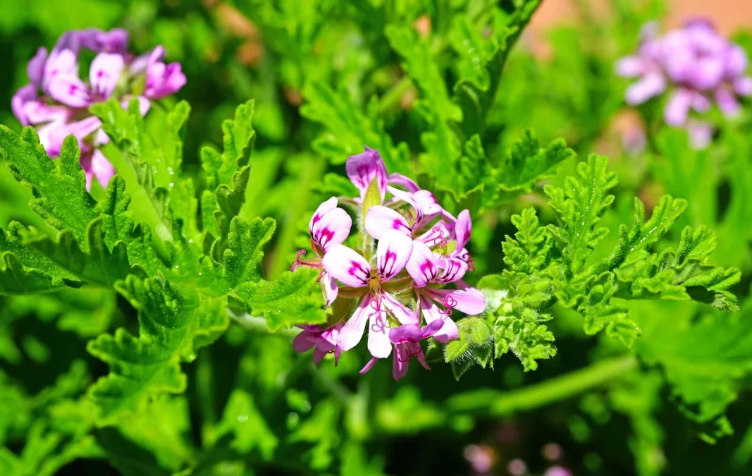 La plante naturelle la plus efficace pour éloigner les moustiques