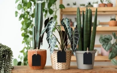 6 plantes d&rsquo;intérieur pour rafraîchir naturellement la maison en été 