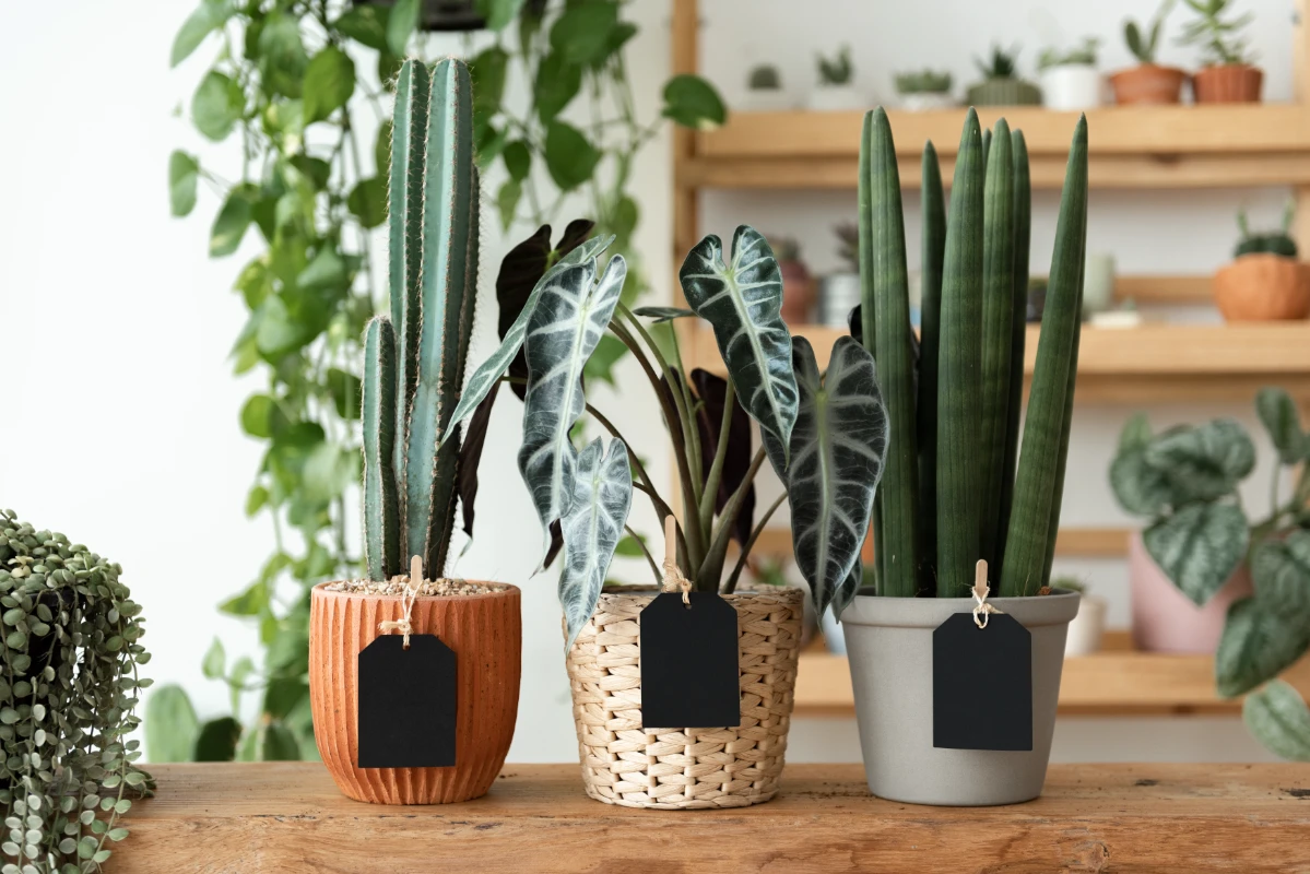 ytris-plantes-d-interieur-pour-rafraichir-la-maison-en-ete