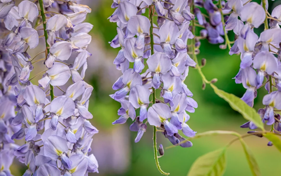 Plantes grimpantes : 6 variétés qui adorent le plein soleil