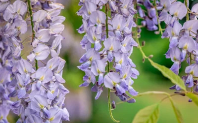 Plantes grimpantes : 6 variétés qui adorent le plein soleil