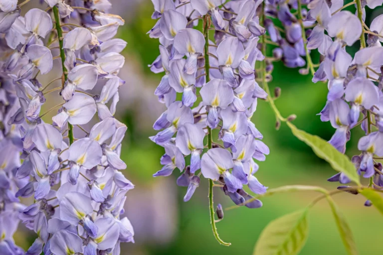 Plantes grimpantes : 6 variétés qui adorent le plein soleil