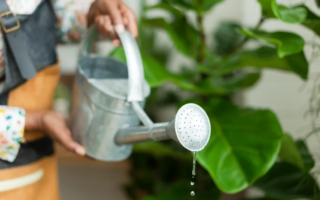 Quel est le meilleur moment pour arroser ses plantes en été ?