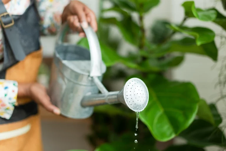 Quel est le meilleur moment pour arroser ses plantes en été ?