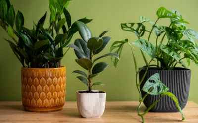 Les meilleures plantes d&rsquo;intérieur qui absorbent l&rsquo;humidité