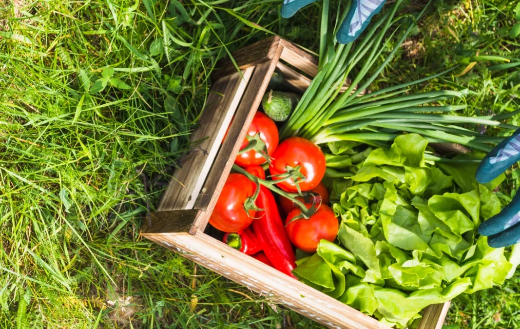 Potager en été : 7 astuces pour une récolte abondante