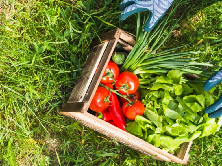 Potager en été : 7 astuces pour une récolte abondante