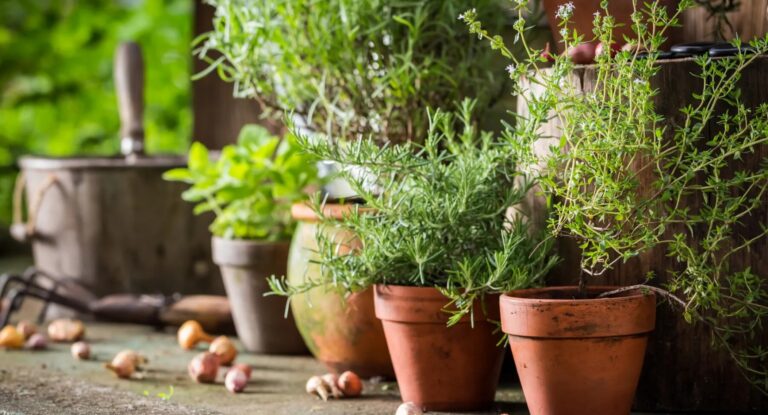 5 plantes aromatiques à cultiver cet automne